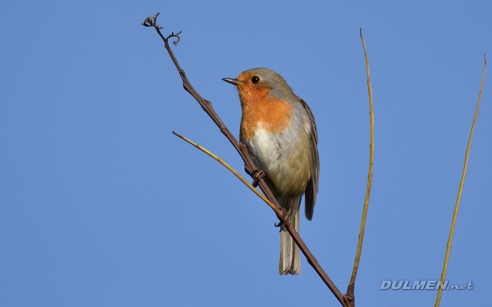 European robin (Erithacus rubecula)